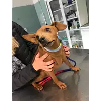 Foto dell\'animale cane - Matr. 2018/0464 - Microchip 380260043507774