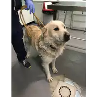 cane - Matr. 2018/0466 - Microchip 380260000635702