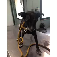 Foto dell\'animale cane - Matr. 2018/0465 - Microchip 380260042717237