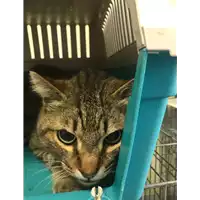 Foto dell\'animale gatto - Matr. 2018/0473 - Microchip 380260043150027