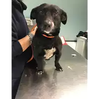 Foto dell\'animale cane - Matr. 2018/0470 - Microchip 380260043484278
