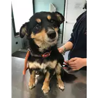 Foto dell\'animale cane - Matr. 2018/0471 - Microchip 380260043508169