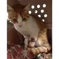 Foto dell\'animale gatto - Matr. 2018/0483 - Microchip 380260043507904