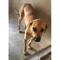 Foto dell\'animale cane - Matr. 2017/1482 - Microchip 380260043269075