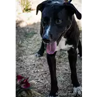 Foto dell\'animale cane - Matr. 2017/0114 - Microchip 380260042878903