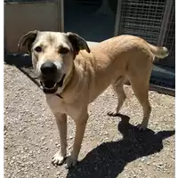 Foto dell\'animale cane - Matr. 2015/1921 - Microchip 380260042528204