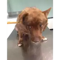 Foto dell\'animale cane - Matr. 2018/0490 - Microchip 968000005200627