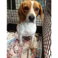 Foto dell\'animale cane - Matr. 2018/0487 - Microchip 380260000769978