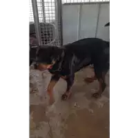 Foto dell\'animale cane - Matr. 2018/0488 - Microchip 380260002920699