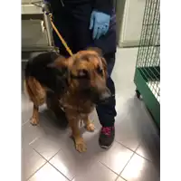 Foto dell\'animale cane - Matr. 2018/0492 - Microchip 380260002602883