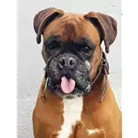Foto dell\'animale cane - Matr. 2018/0431 - Microchip 981100002055942