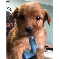 Foto dell\'animale cane - Matr. 2018/0501 - Microchip 380260043501298
