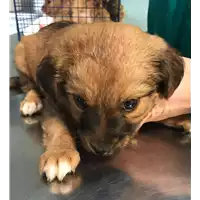 Foto dell\'animale cane - Matr. 2018/0499 - Microchip 380260043499819