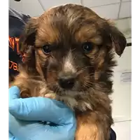 Foto dell\'animale cane - Matr. 2018/0500 - Microchip 380260043507780
