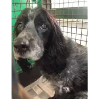 Foto dell\'animale cane - Matr. 2018/0508 - Microchip 981100000794945