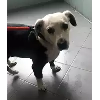 Foto dell\'animale cane - Matr. 2018/0509 - Microchip 380260002237471