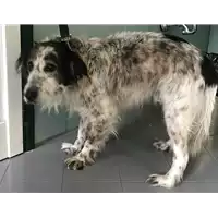 Foto dell\'animale cane - Matr. 2018/0510 - Microchip 380260000053408