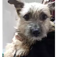 Foto dell\'animale cane - Matr. 2018/0362 - Microchip 380260043500941