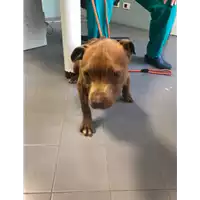 Foto dell\'animale cane - Matr. 2018/0512 - Microchip 380260043501012