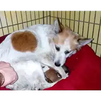 Foto dell\'animale cane - Matr. 2018/0164 - Microchip 380260043513417