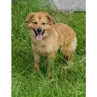 Foto dell\'animale cane - Matr. 2017/2470 - Microchip 380260042816198