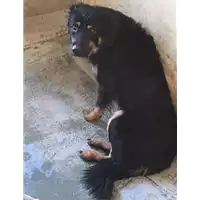 Foto dell\'animale cane - Matr. 2017/2478 - Microchip 380260042820117
