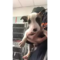 Foto dell\'animale cane - Matr. 2018/0314 - Microchip 380260043519800
