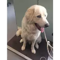 Foto dell\'animale cane - Matr. 2018/0514 - Microchip 380260043507851