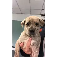 cane - Matr. 2018/0531 - Microchip 380260043499558