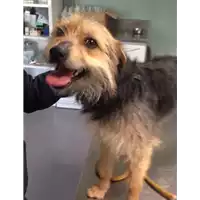 Foto dell\'animale cane - Matr. 2018/0551 - Microchip 380260043500073