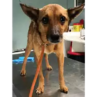 Foto dell\'animale cane - Matr. 2018/0553 - Microchip 380260043500654