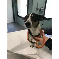 Foto dell\'animale cane - Matr. 2018/0556 - Microchip 380260043507897
