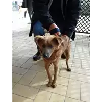 Foto dell\'animale cane - Matr. 2018/0331 - Microchip 380260043500345