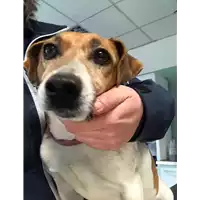 Foto dell\'animale cane - Matr. 2018/0559 - Microchip 380260043499968
