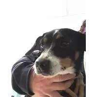 Foto dell\'animale cane - Matr. 2018/0558 - Microchip 380260043501258