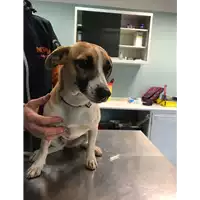 Foto dell\'animale cane - Matr. 2018/0560 - Microchip 380260043499838