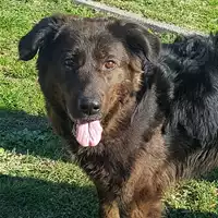 Foto dell\'animale cane - Matr. 2017/2181 - Microchip 380260043152824