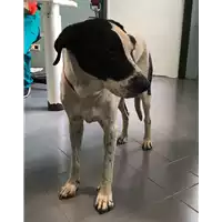 cane - Matr. 2009/0550 - Microchip 380260000100260