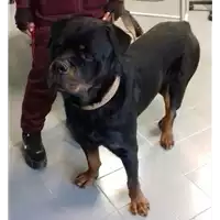 Foto dell\'animale cane - Matr. 2018/0564 - Microchip 380260041001519