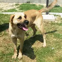 Foto dell\'animale cane - Matr. 2009/0998 - Microchip 380280000087873