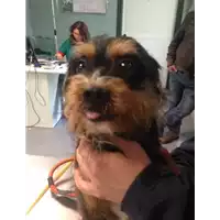 Foto dell\'animale cane - Matr. 2018/0578 - Microchip 380260043501386