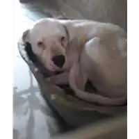 Foto dell\'animale cane - Matr. 2018/0574 - Microchip 380260100000638