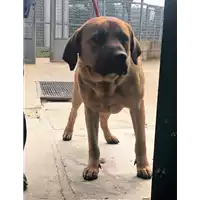 Foto dell\'animale cane - Matr. 2018/0582 - Microchip 380260043507417