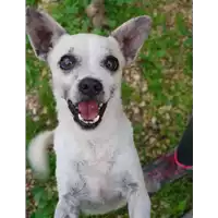 Foto dell\'animale cane - Matr. 2018/0583 - Microchip 380260043507705