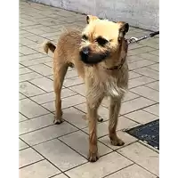 Foto dell\'animale cane - Matr. 2018/0588 - Microchip 380260002299536