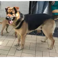Foto dell\'animale cane - Matr. 2018/0587 - Microchip 380260002426136