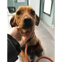 Foto dell\'animale cane - Matr. 2018/0590 - Microchip 380260043524322