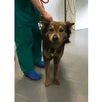 Foto dell\'animale cane - Matr. 2018/0591 - Microchip 380260043523650