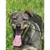 Foto dell\'animale cane - Matr. 2017/2624 - Microchip 380260042820301