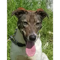 Foto dell\'animale cane - Matr. 2017/2623 - Microchip 380260042820302